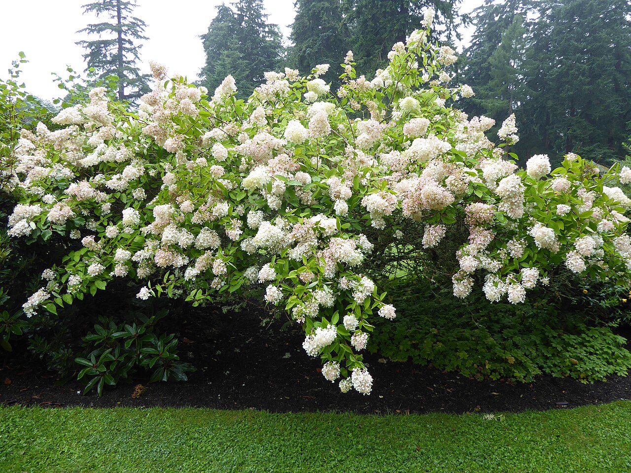 Гортензия метельчатая Early Sensation