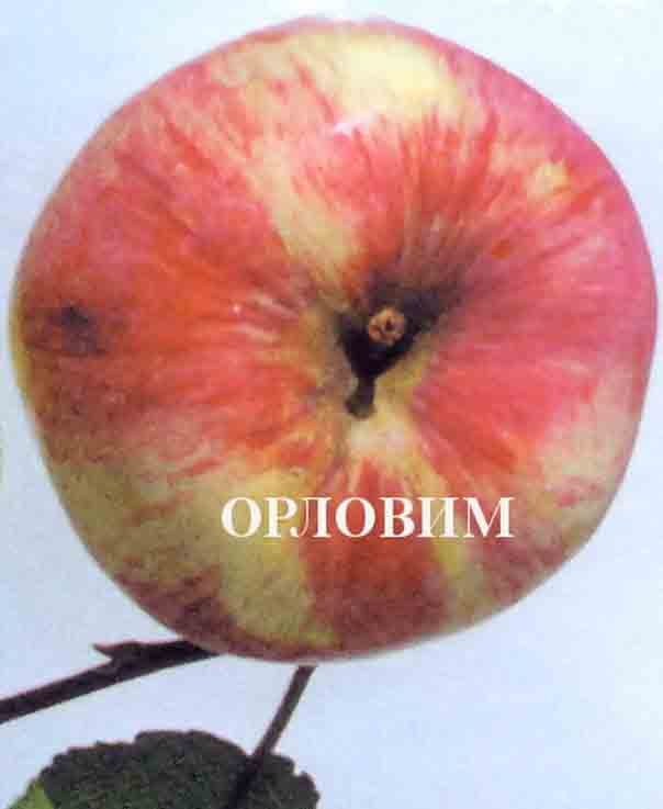 Яблоня "Орловим" Садоград 2хлетние саженцы