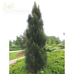 Сосна чёрная Pyramidalis