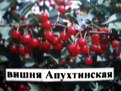 Вишня Апухтинская