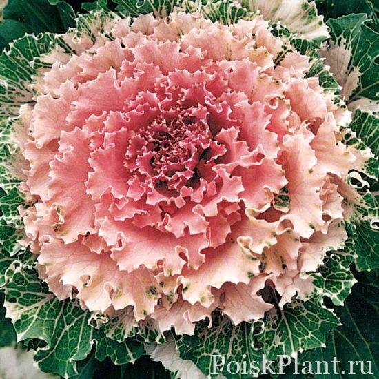 Капуста декоративная Osaka IQ Pink Bicolor