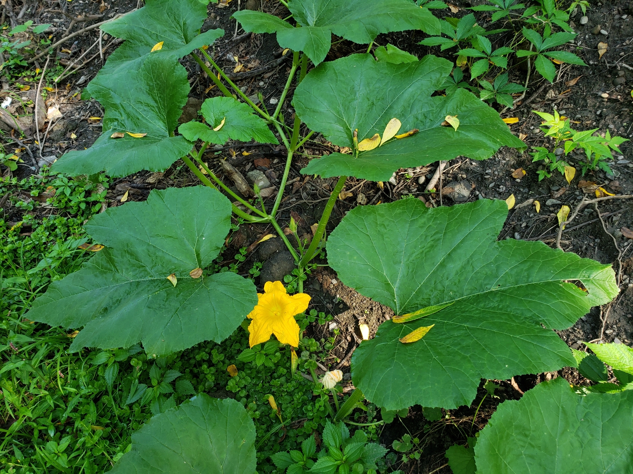 international backfill (iNaturalist): Cucumis