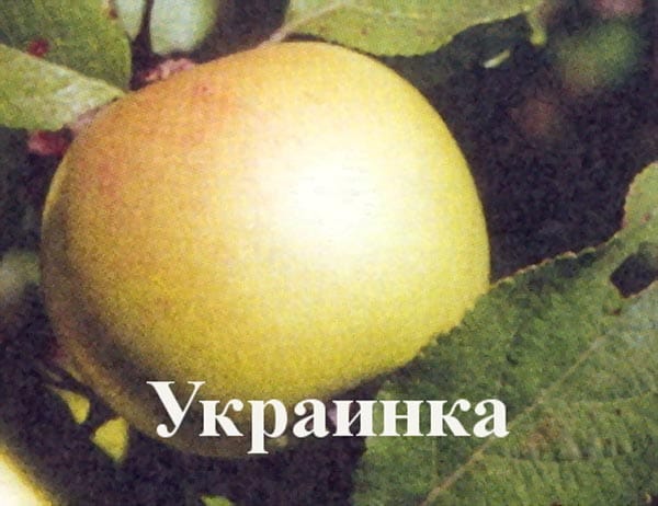 Яблоня Украинка