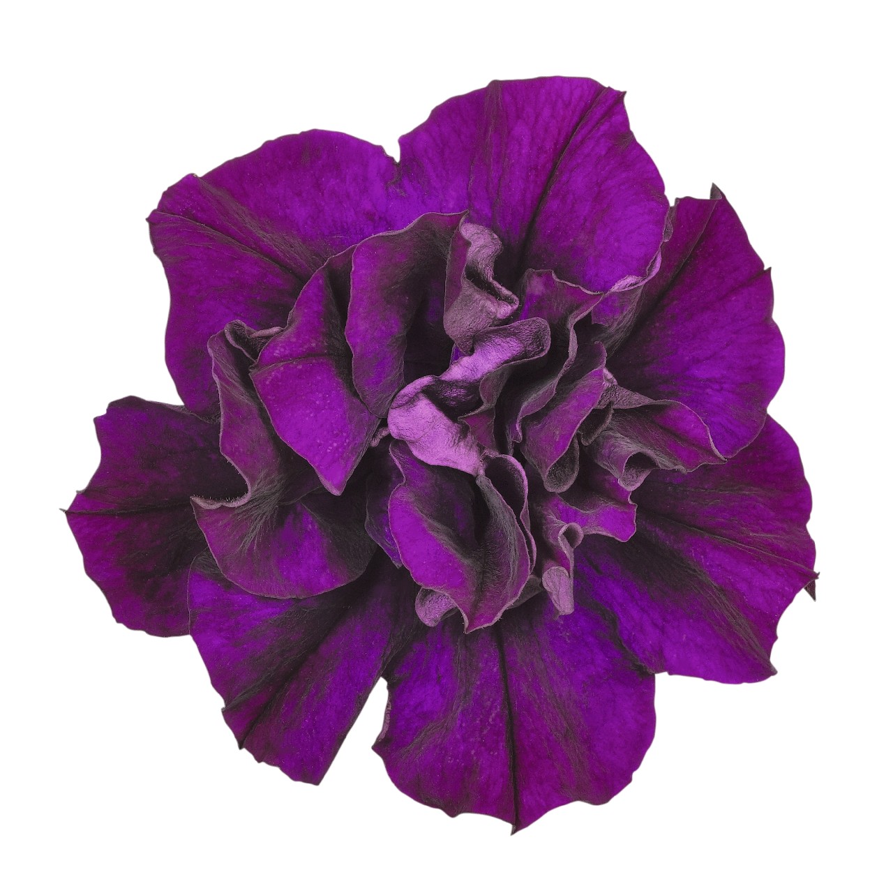 Петуния Origami Burgundy