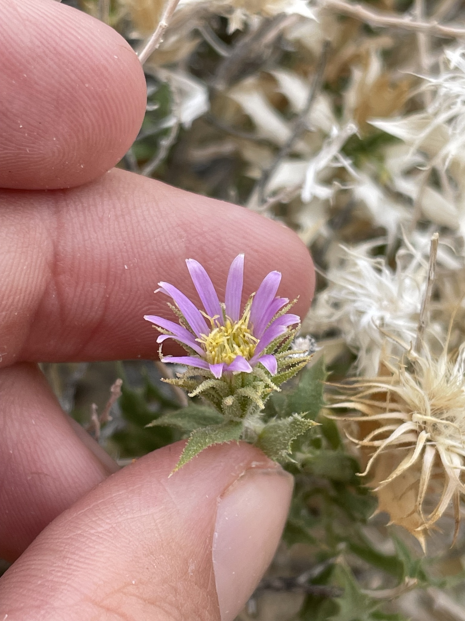 international backfill (iNaturalist): Aster