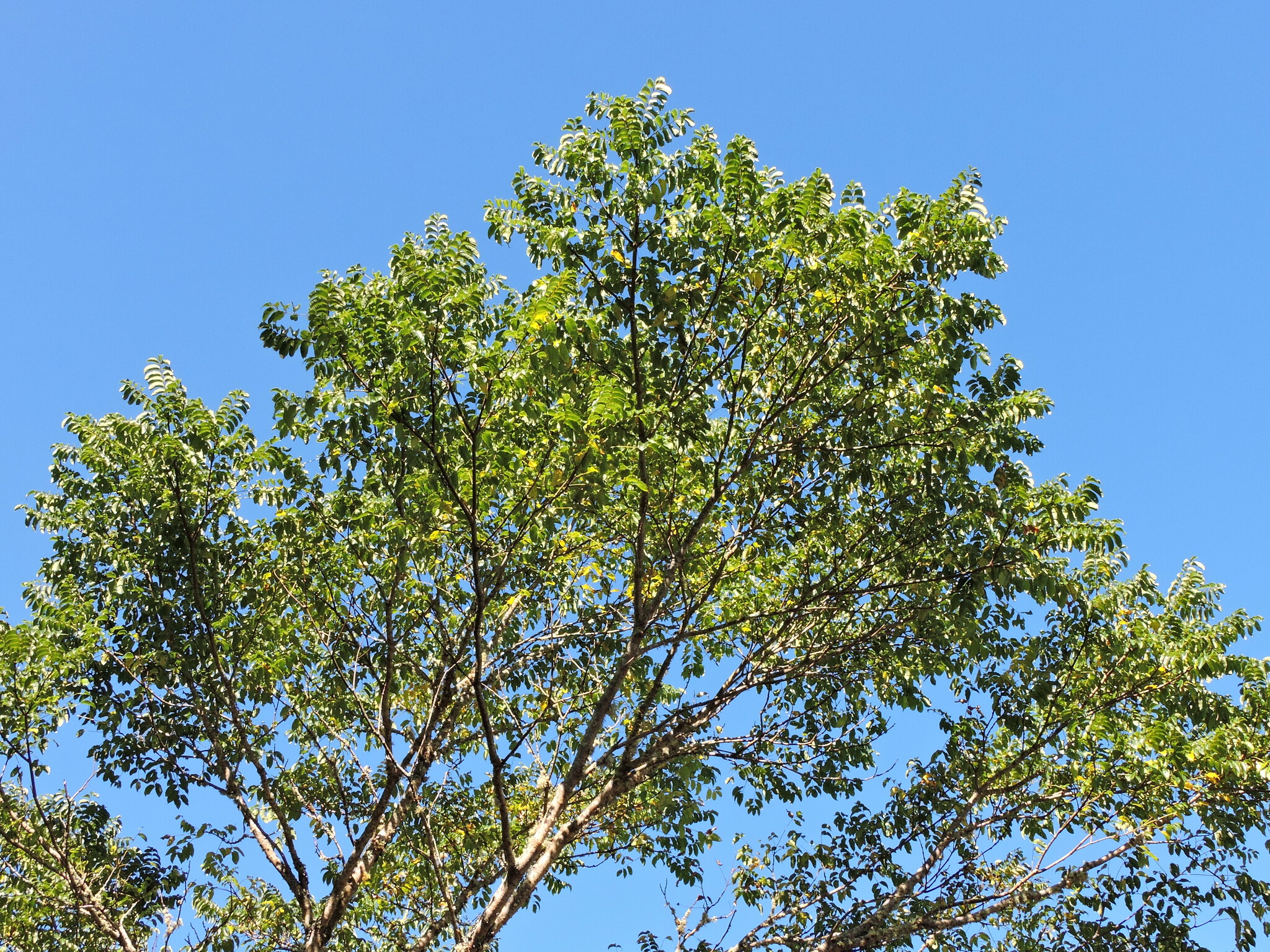 international backfill (iNaturalist): Phellodendron amurense