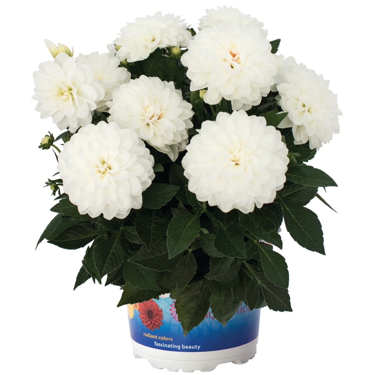 Георгина Hypnotica White
