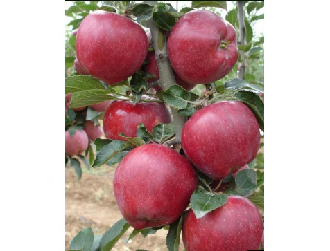 Яблоня Аркаим (колоновидная)