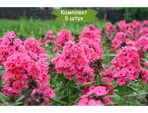Флокс метельчатый Виндзор