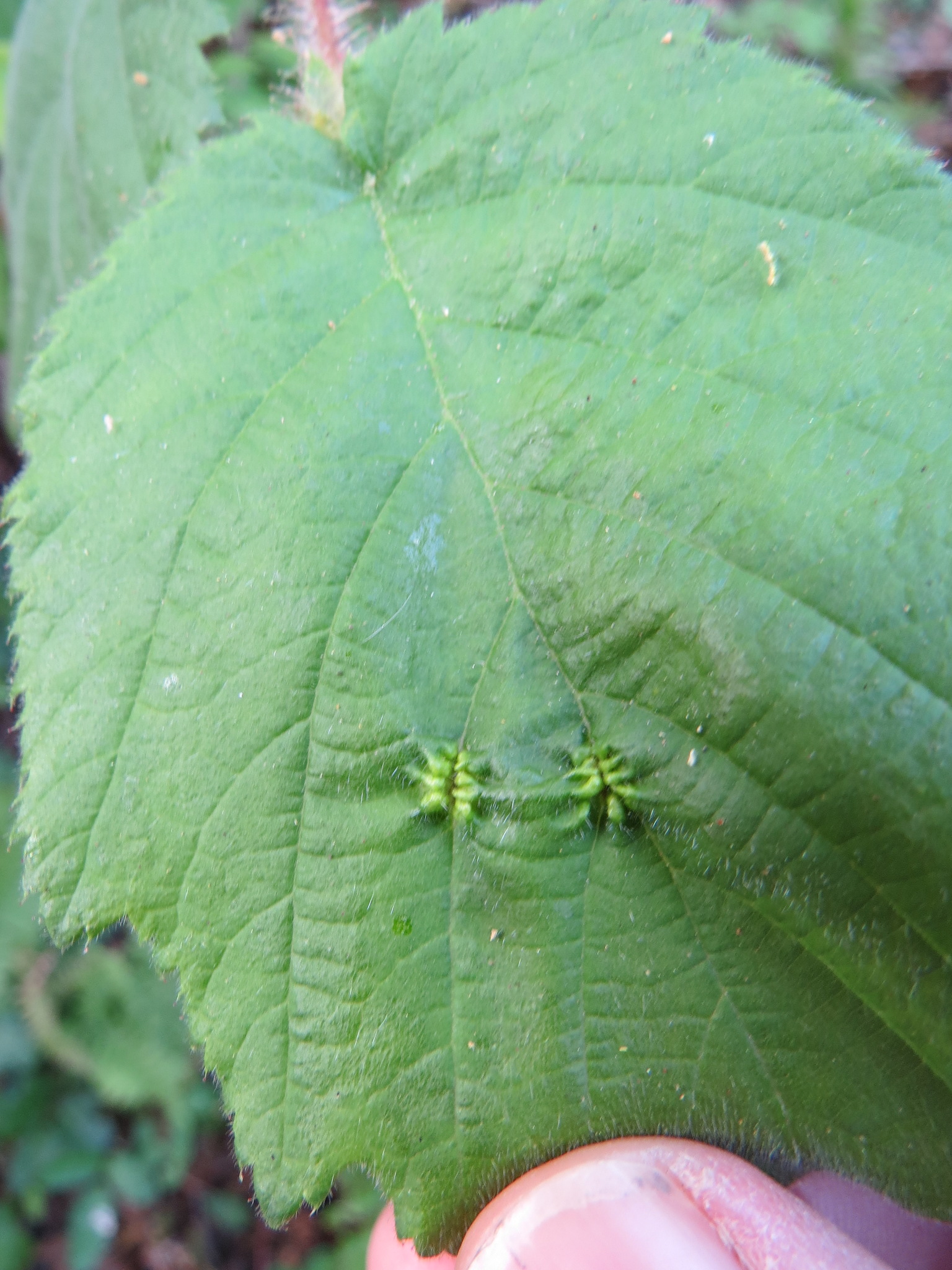 international backfill (iNaturalist): Corylus