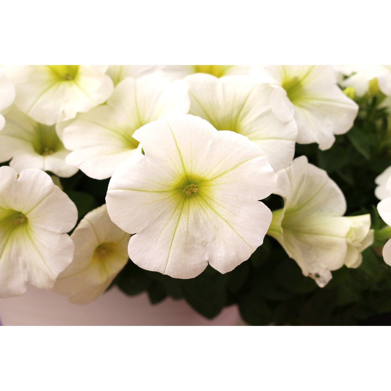 Петуния Sweetunia White