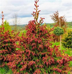 Ель обыкновенная Rydal Seedling 100см