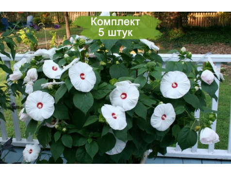 Гибискус Олд Йелла