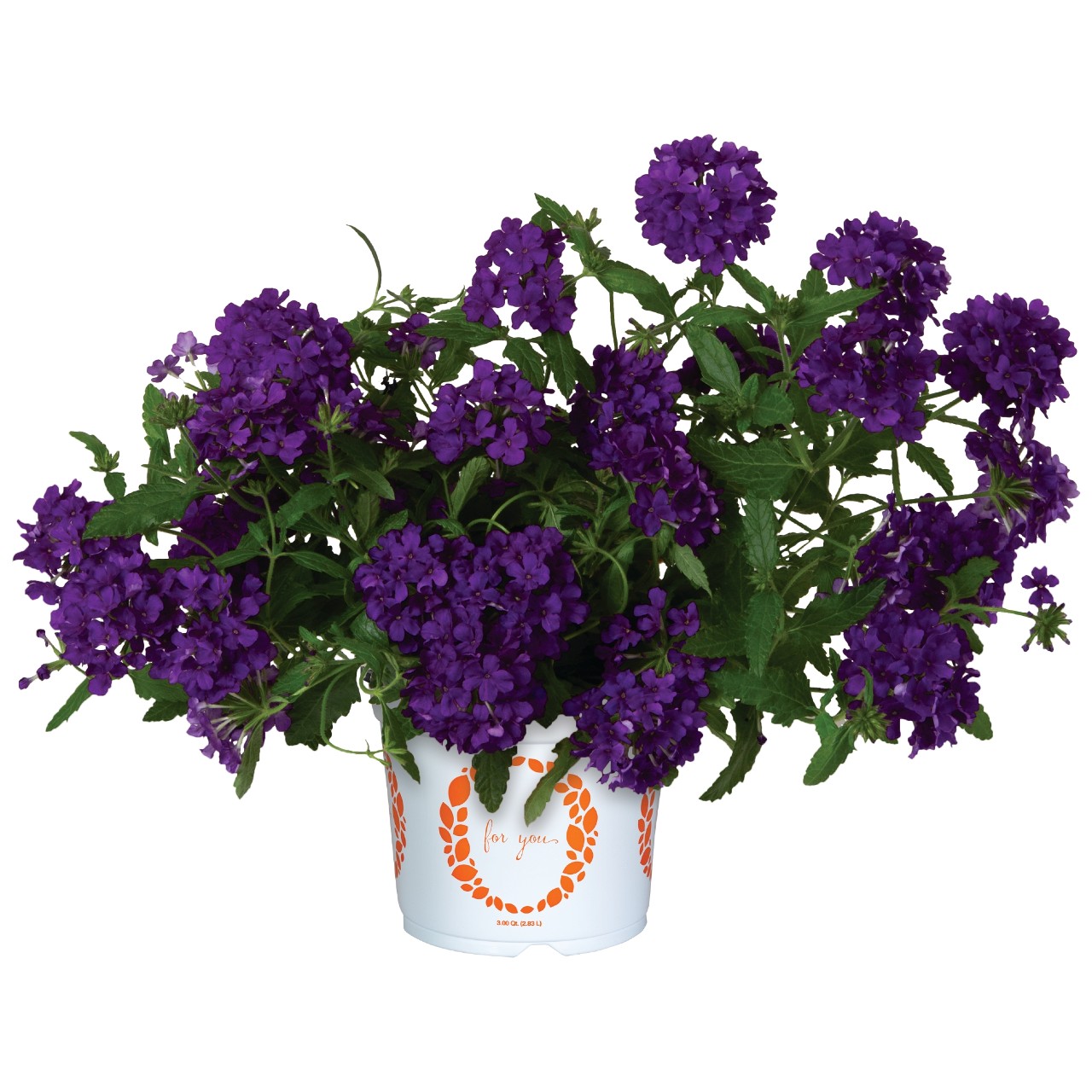 Вербена Empress Flair Blue