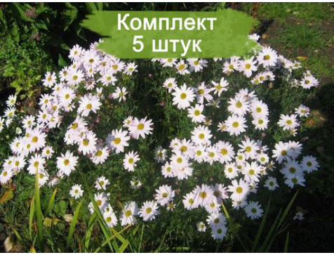 Хризантема Сибирская