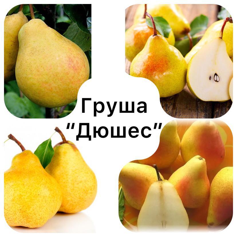 Груша Дюшес. Саженцы