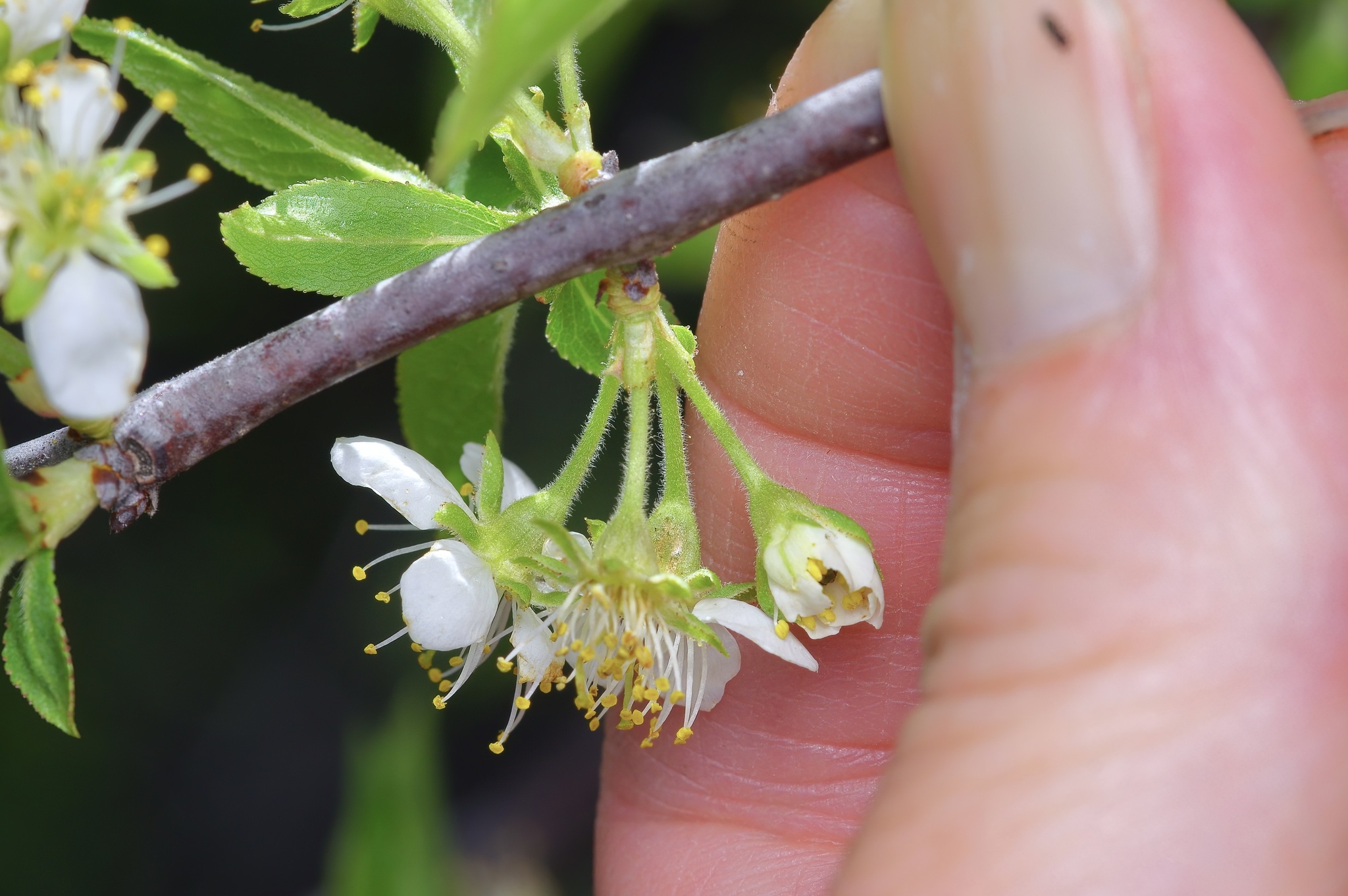 international backfill (iNaturalist): Prunus