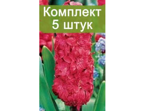 Гиацинт Холли Хок люкс