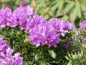 Рододендрон Cheiranthifolium