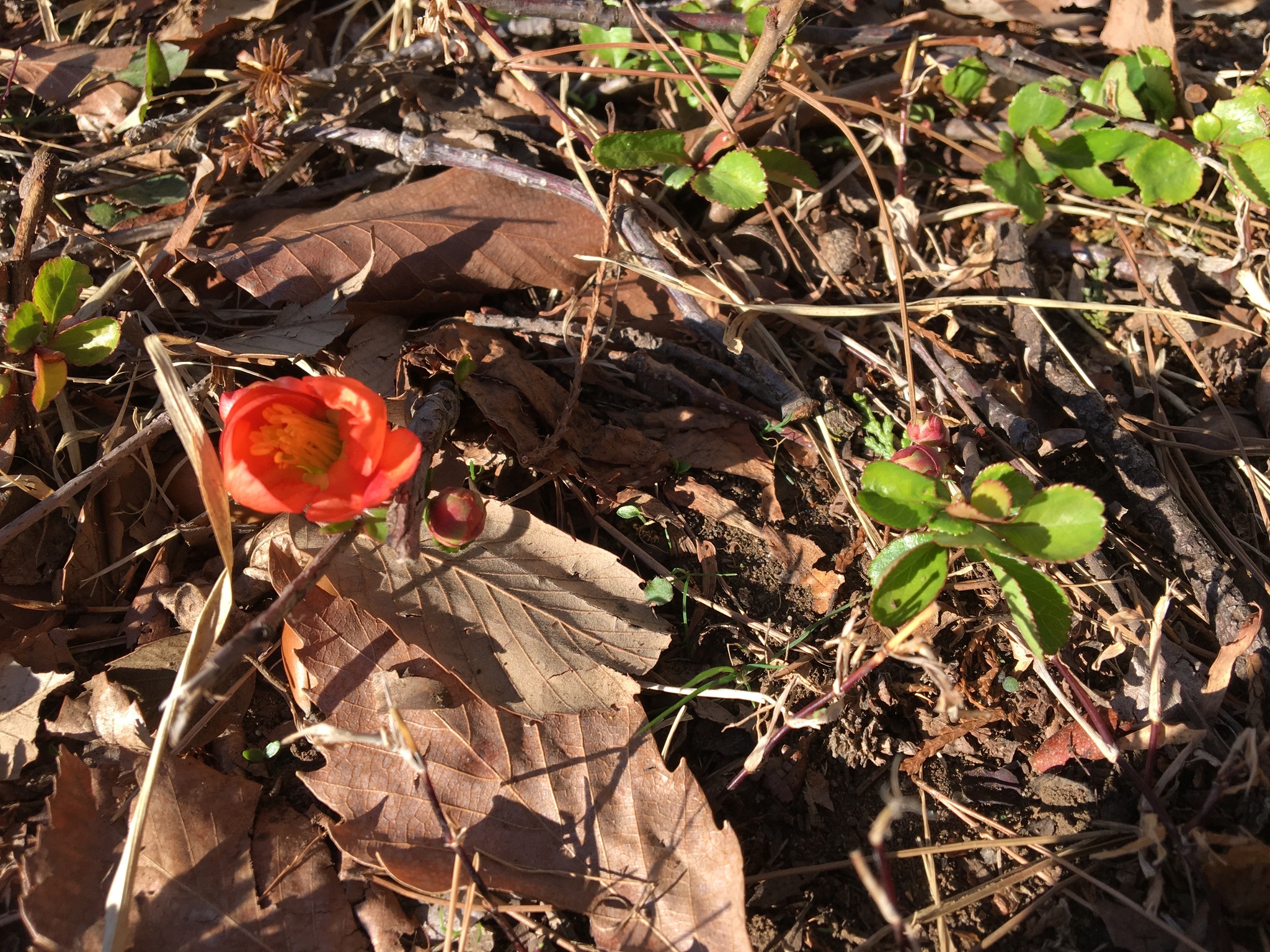 international backfill (iNaturalist): Chaenomeles japonica