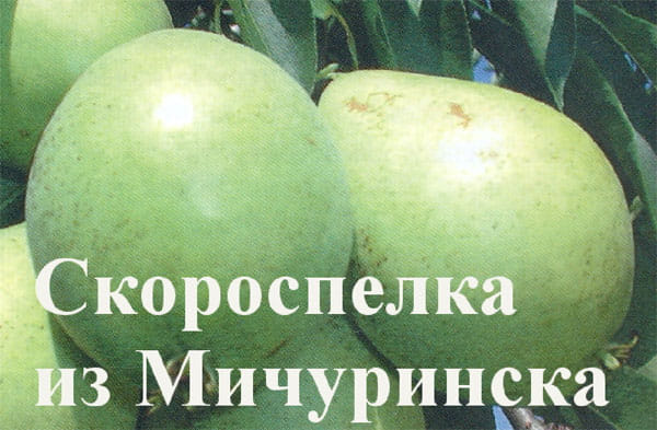 Груша Скороспелка из Мичуринска