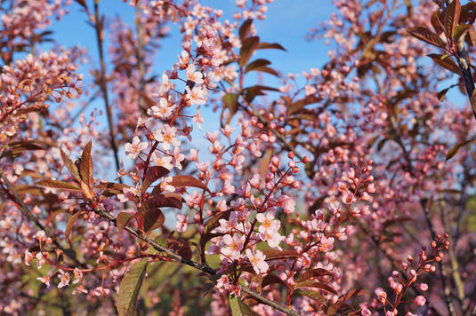 Черемуха обыкновенная "Prunus padus"