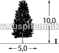 Береза повислая, бородавчатая, плакучая Penci-2`= B. pendula `Royal Frost