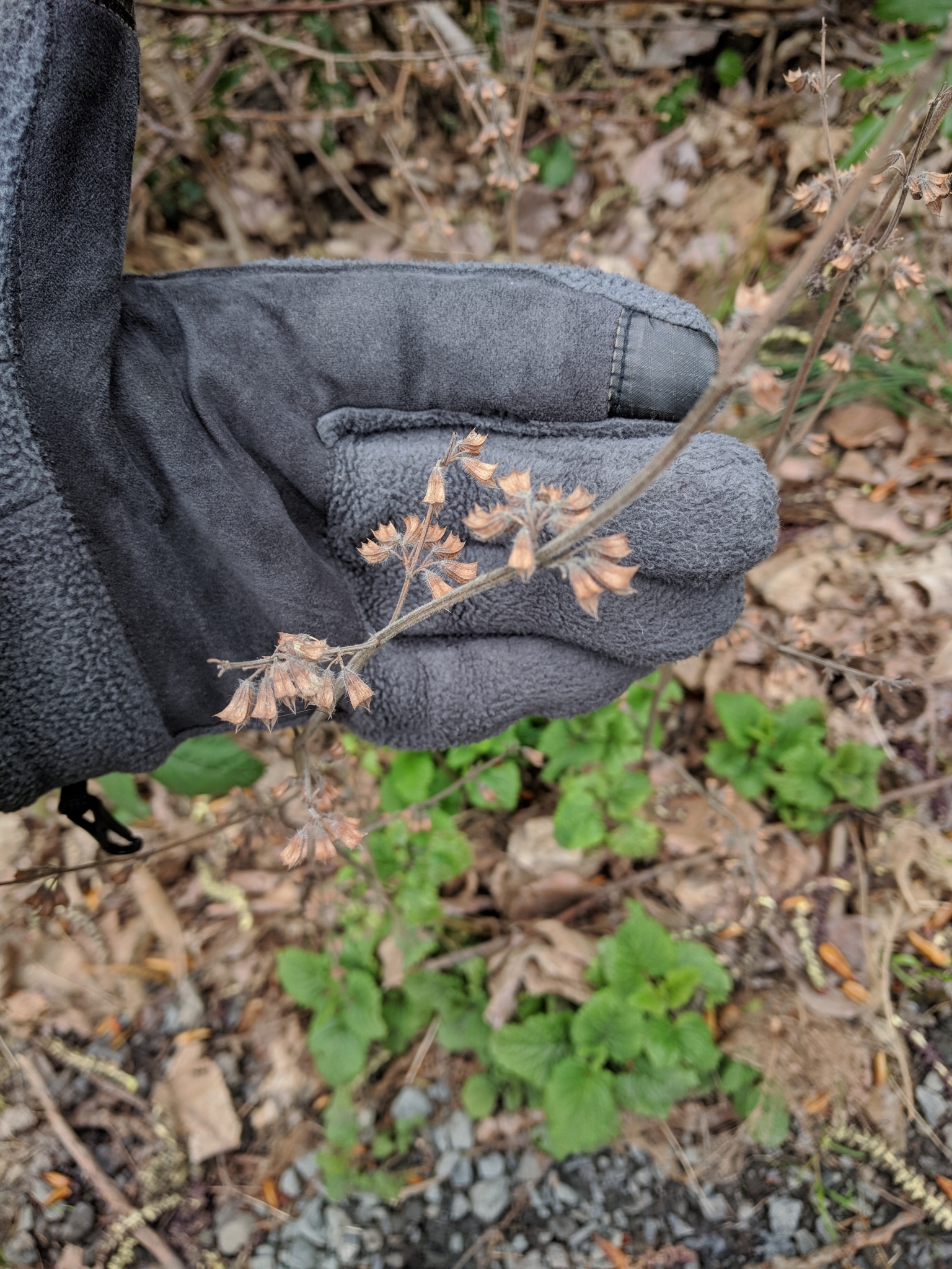 international backfill (iNaturalist): Melissa officinalis