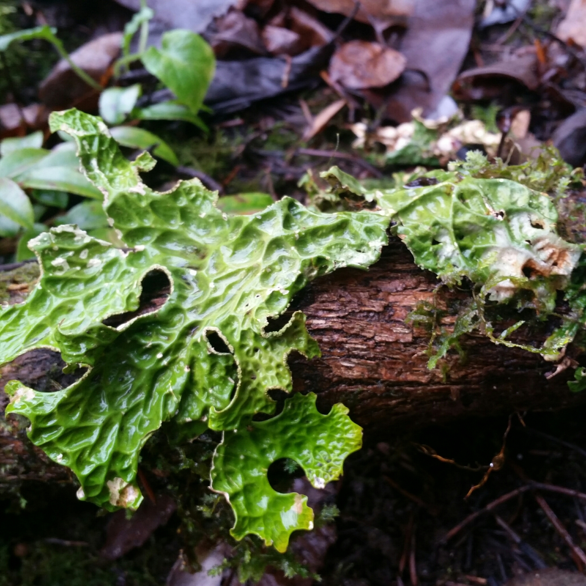 international backfill (iNaturalist): Pulmonaria