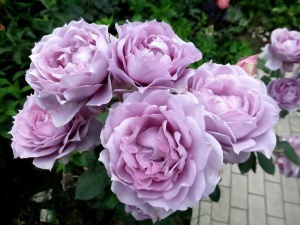 Роза Новалис