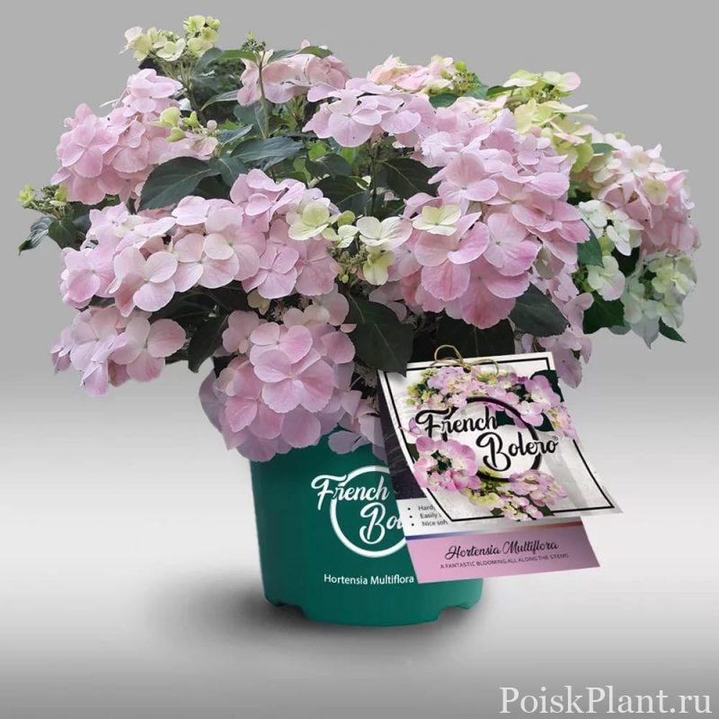 Гортензия гибридная French Bolero Rosa