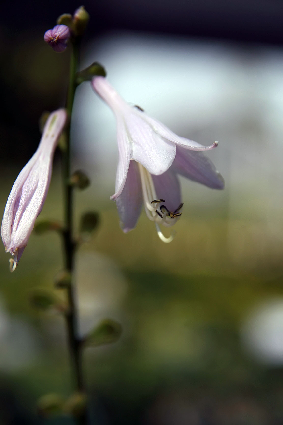 Хоста (Hosta Carnival)