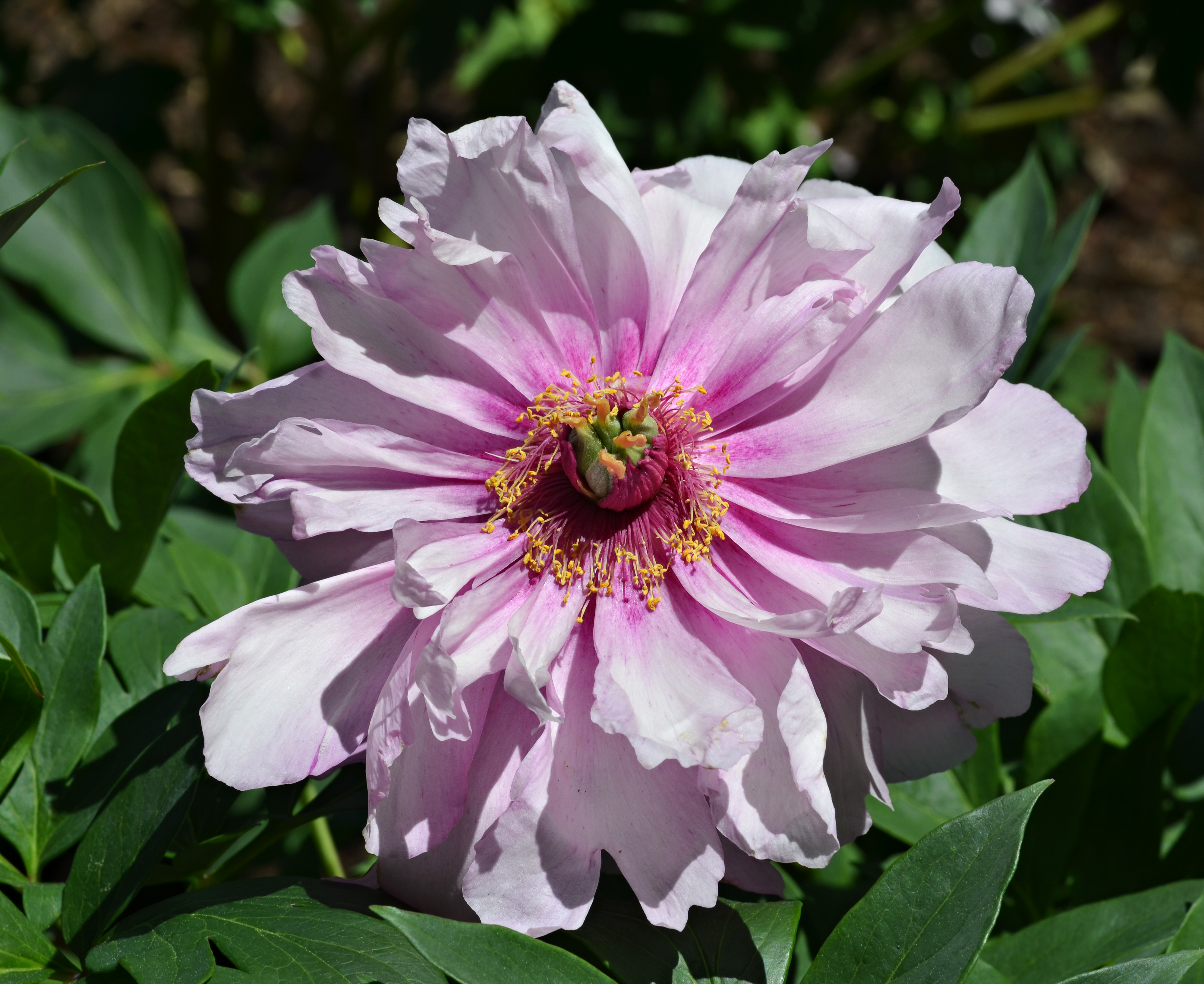 Пион Ито (Paeonia Itoh Border Charm)