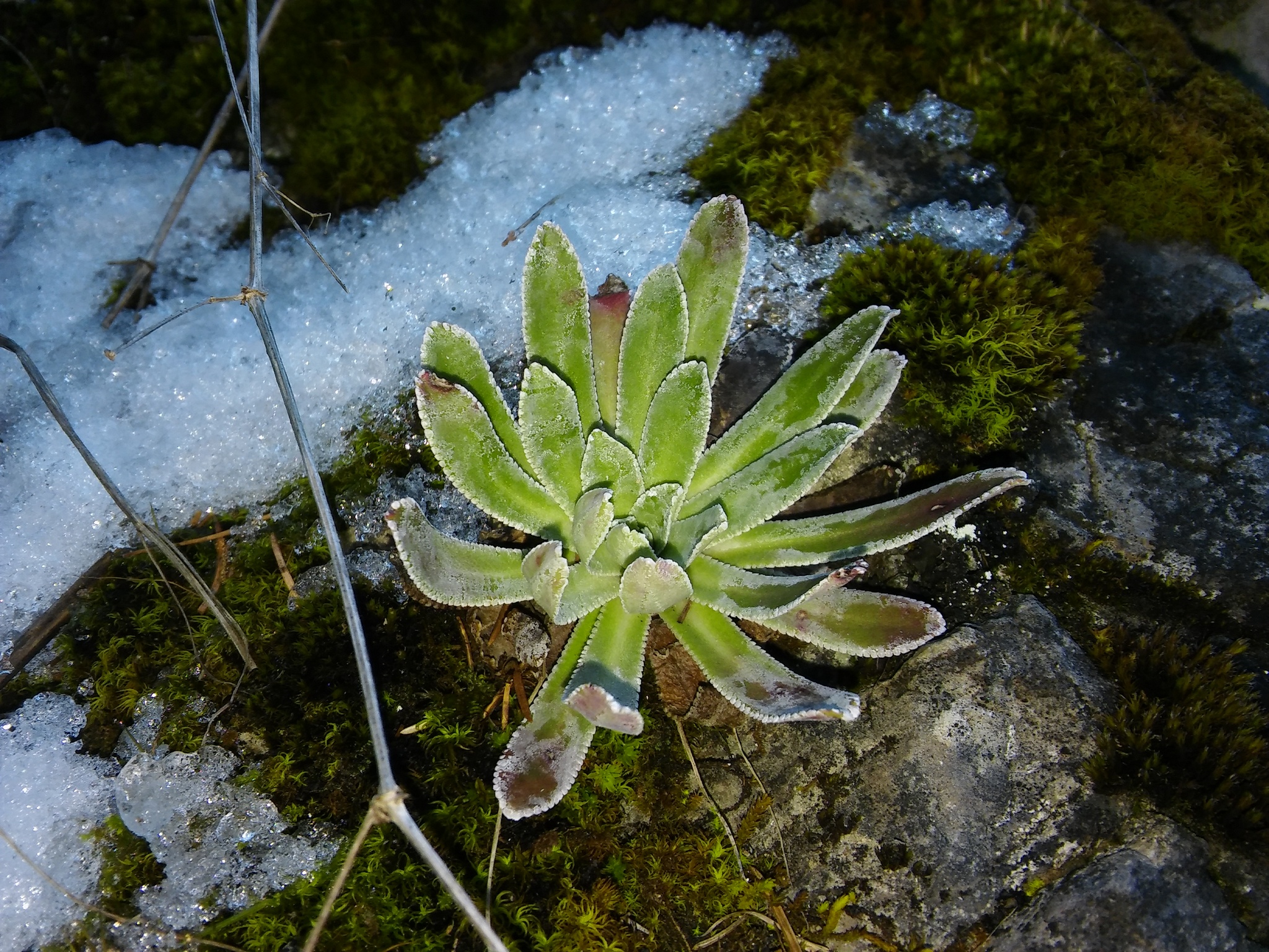 international backfill (iNaturalist): Hosta