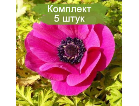 Анемона Сильфида