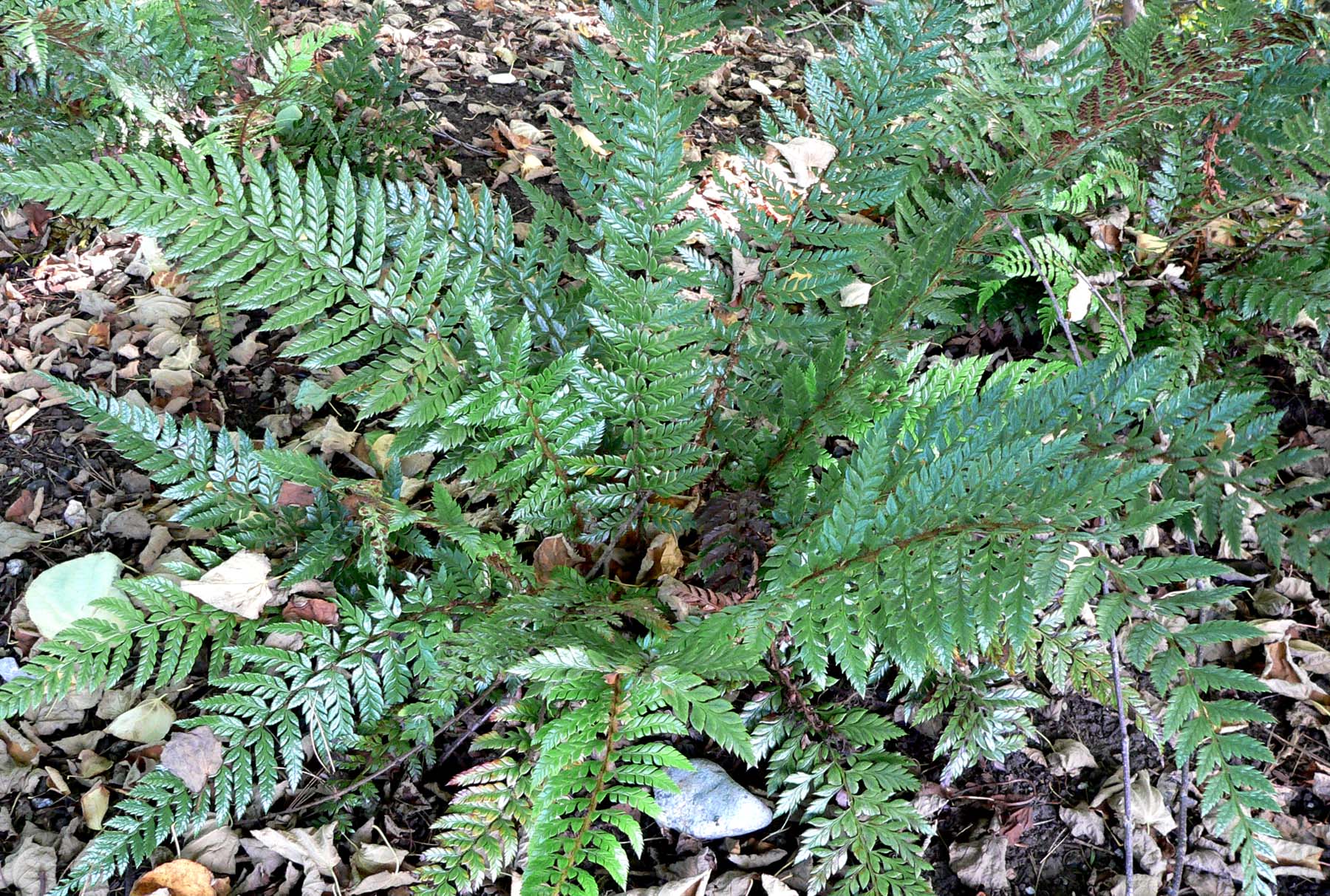 Многорядник неолобатум Spiny Holly
