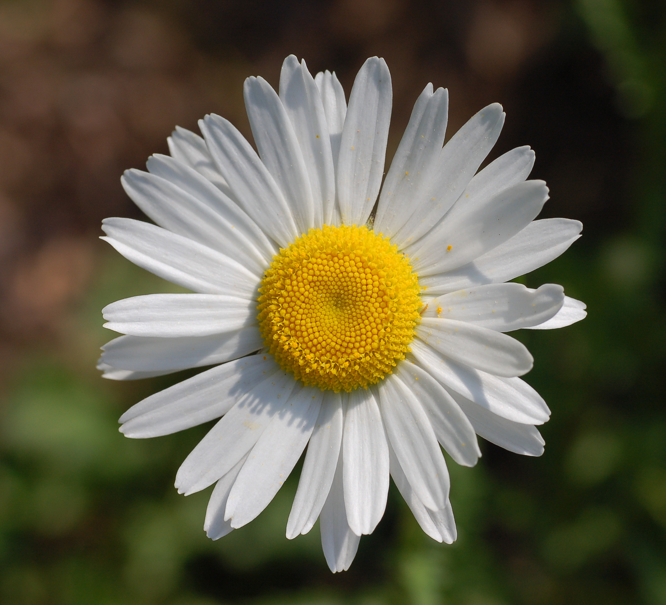 Нивяник Sweet Daisy Cutie