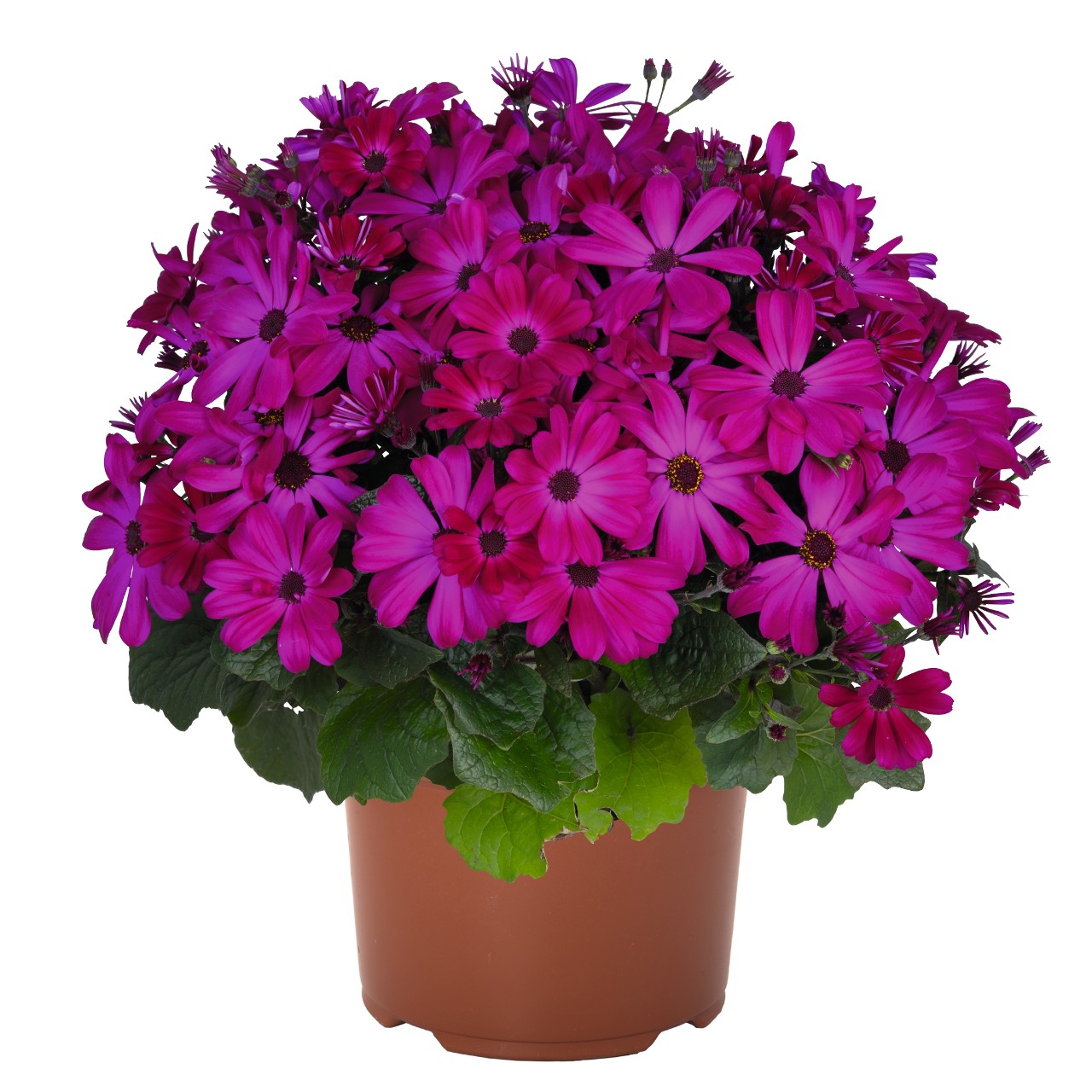 Перикаллис Mandala Plus Magenta