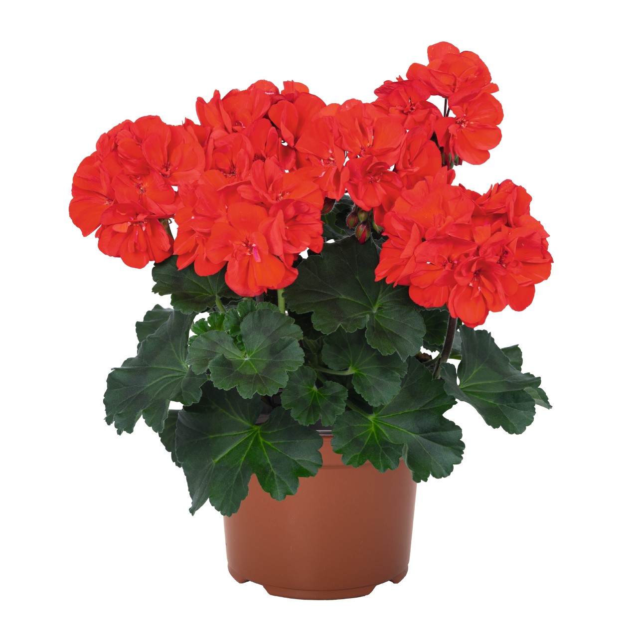Пеларгония Savannah Bright Red