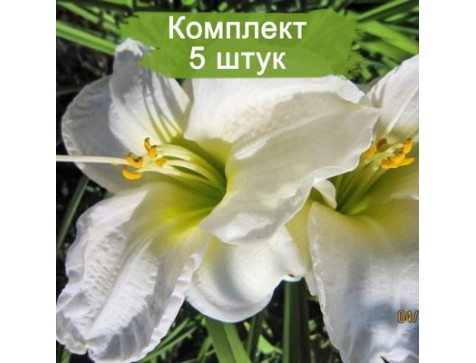 Лилейник Арктик Сноу