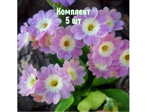 Примула Бартл
