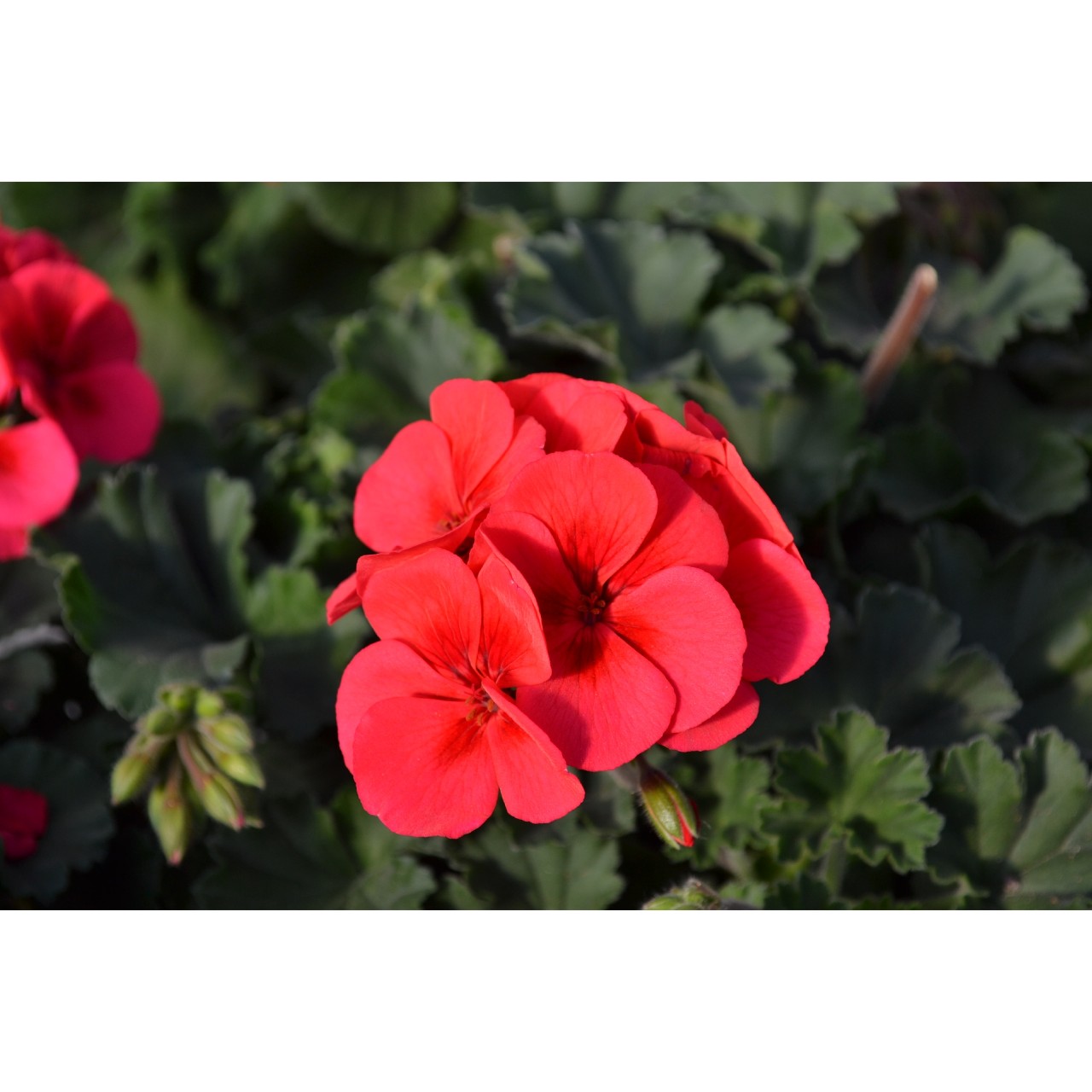 Пеларгония Sarita Wild Salmon