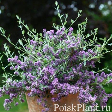 Буддлея очереднолистная Pmoore12