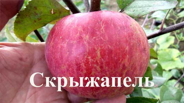 Яблоня Скрыжапель