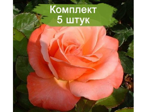 Штамбовая Роза Сильве Джюбилей