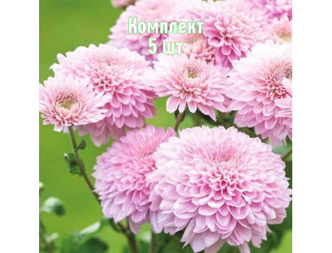 Хризантема Гомпи Пинк
