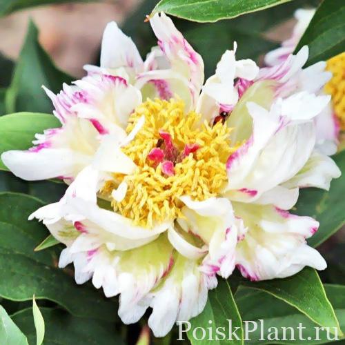 Пион травянистый Crazy Daisy