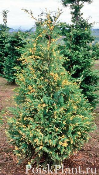 Кипарисовик нутканский Variegata