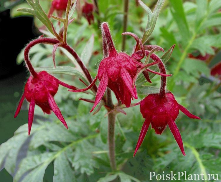 Гравилат трехцветковый Prairie Smoke