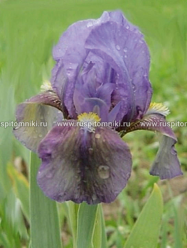 Карликовые бородатые ирисы Blue Moss (B. Jones, 1967)